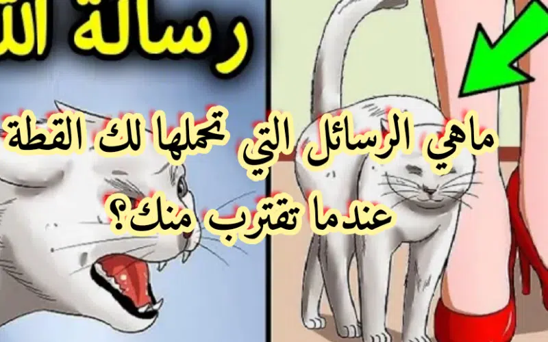 3 رسائل من الله لك.. ماذا يعني عندما تقترب منك “قطة”!؟