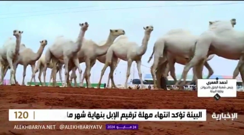 عقوبة إيذاء الحيوانات في السعودية