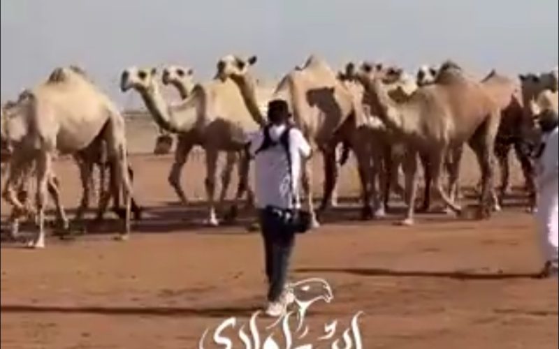 شاهد أول فيديو لـ عرض منقية غازي الذيابي في مهرجان جادة الإبل في الطائف.. جماهير أبو النصر مصدومة!!