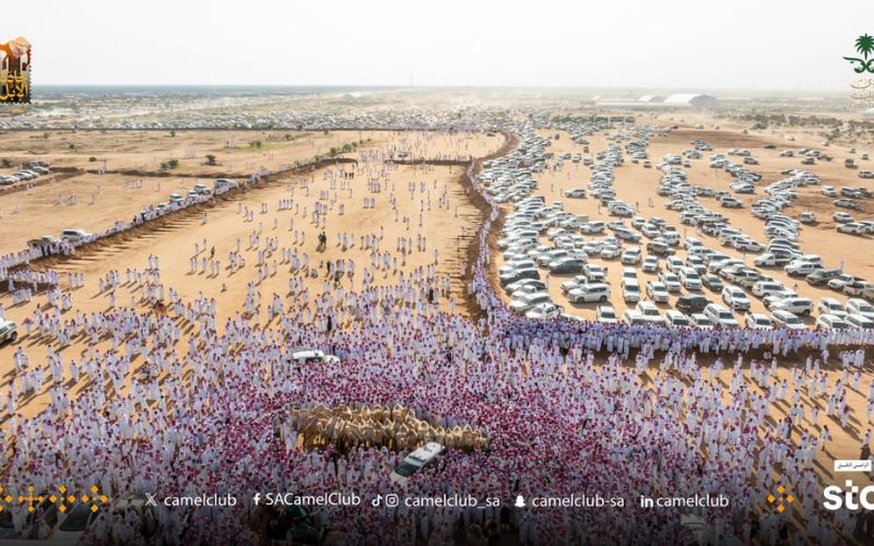 فضيحة في مهرجان جادة الإبل بالطائف: 34 حالة غش في فئات مفاريد البكار